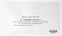 Phragmidium speciosum image